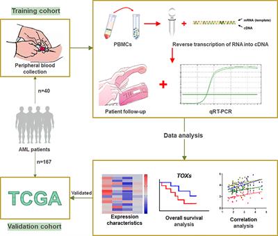 Higher TOX Genes Expression Is Associated With Poor Overall Survival for Patients With Acute Myeloid Leukemia